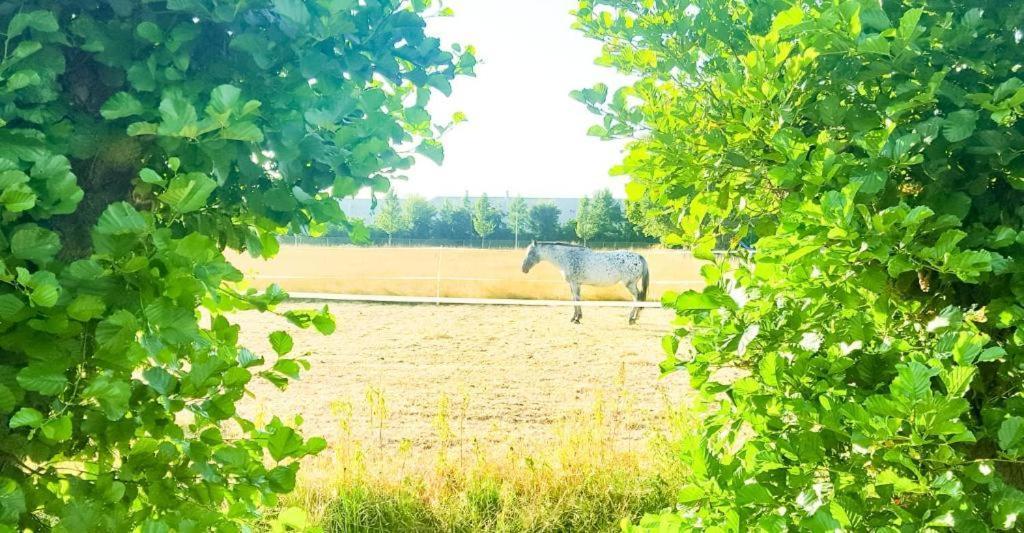 Appartamento Lovely House Till 6 P. Near Amsterdam, Sea Opmeer Esterno foto